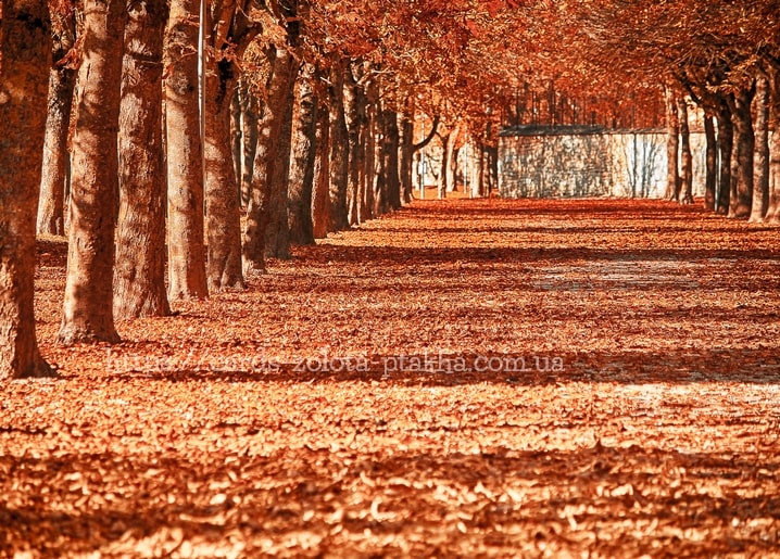 Postkarte Herbst - Herbstpostkarten / Verlag Zolota Ptakha