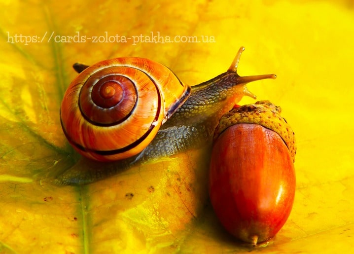 Листівка Красива Осінь / Видавничий дім "Золота Птаха"