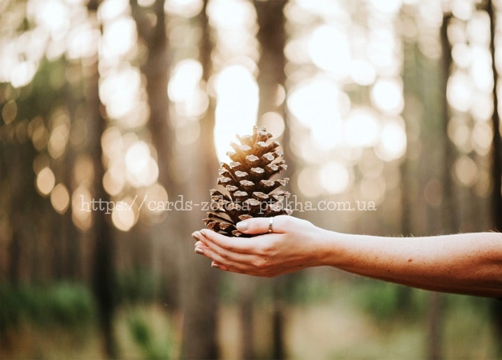 Листівка Красива Осінь / Видавничий дім "Золота Птаха"