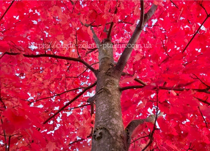 Postkarte Herbst - Herbstpostkarten / Verlag Zolota Ptakha