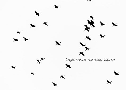 Листівка Black&White / Видавничий дім "Золота Птаха"