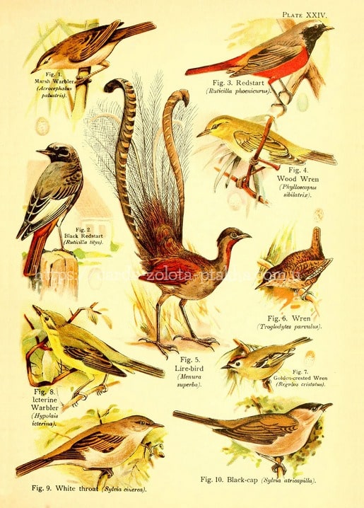 Листівка Birds / Видавничий дім "Золота Птаха"