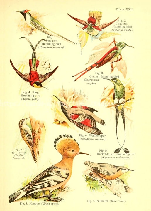 Листівка Birds / Видавничий дім "Золота Птаха"