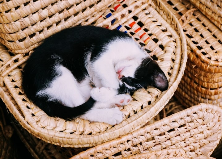 Чорно-біле кошеня спить, згорнувшись у плетеному кошику