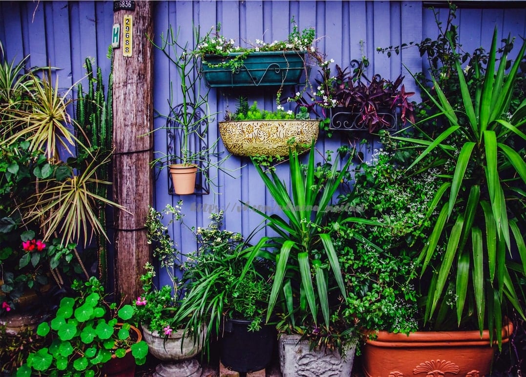 Tontöpfe und Hängekästen bedecken eine verwitterte blaue Holzwand im Garten