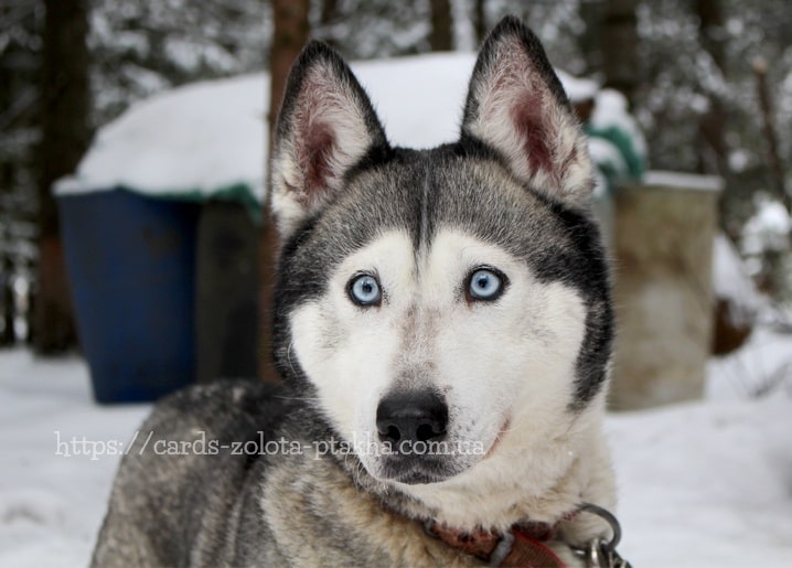 Husky mit blauen Augen vor verschneitem Hundehof
