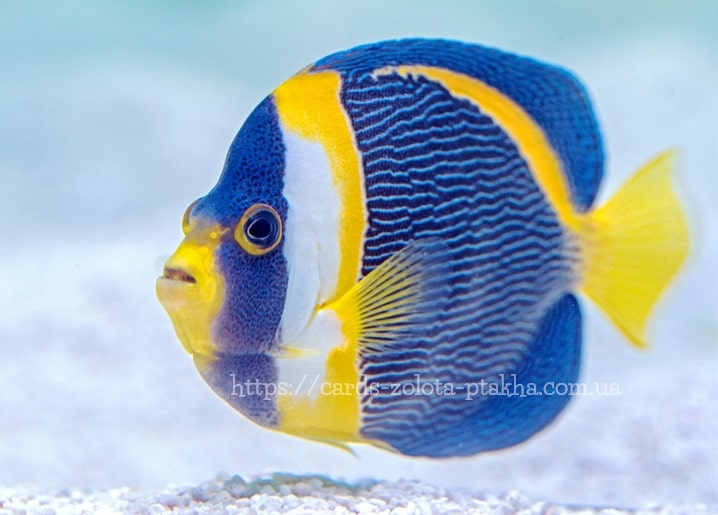 Nahaufnahme eines Fisches mit blau-gelben Streifen und hellem Kehlfleck
