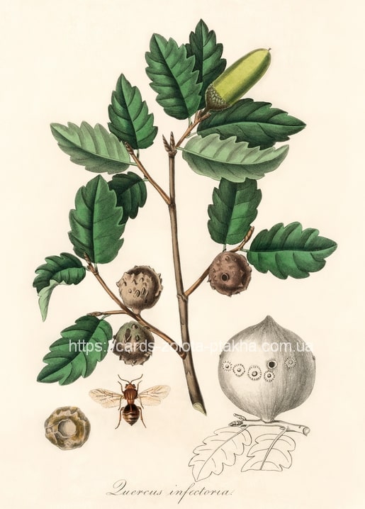 Листівка Botanical / Видавничий дім "Золота Птаха"