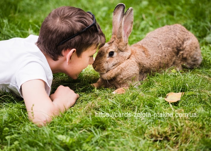 Junge mit Sonnenbrille liegt Nase an Nase mit einem braunen Kaninchen im Gras