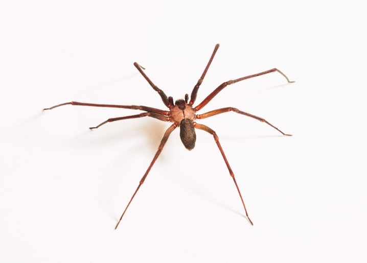 Macro photo of a long-legged brown spider on a white background