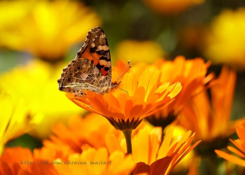 Orange and black butterfly resting on a bright orange marigold flower