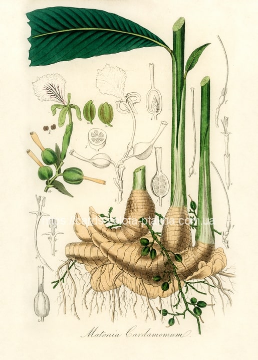Botanical illustration of a cardamom plant with rhizome, leaf, and seed pods on cream paper.