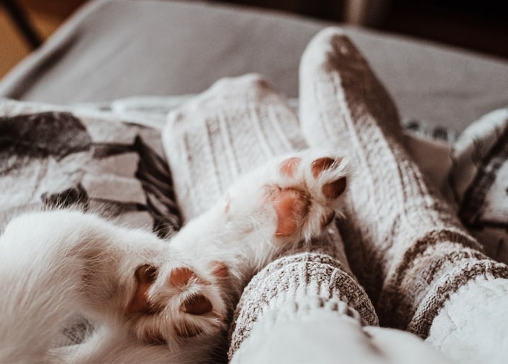 Close-up of a white cat's paws next to feet in knitted wool socks under a blanket