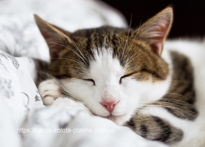 Листівка Домашні тварини / Видавничий дім "Золота Птаха"