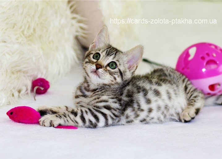 Листівка Домашні тварини / Видавничий дім "Золота Птаха"