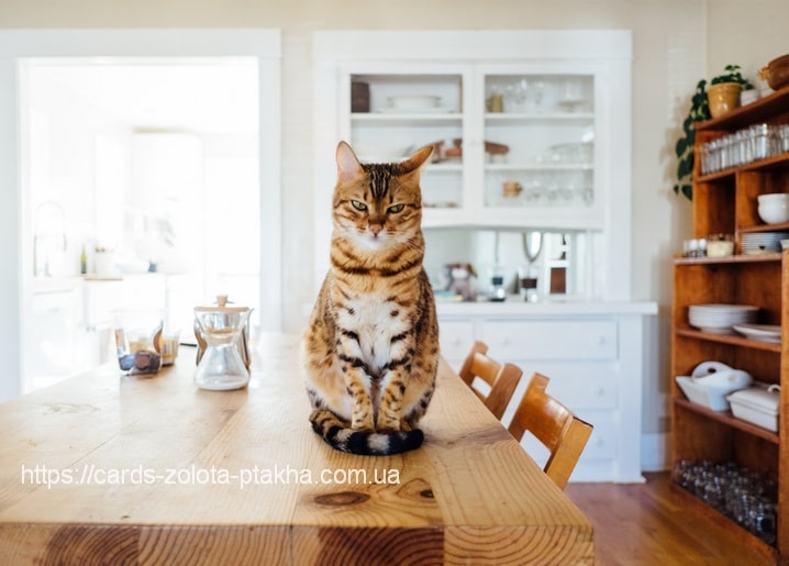 Листівка Домашні тварини / Видавничий дім "Золота Птаха"