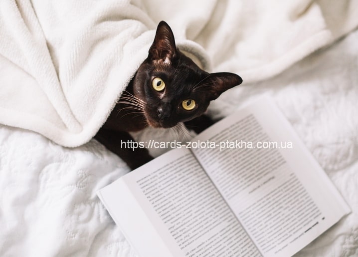 Листівка Домашні тварини / Видавничий дім "Золота Птаха"