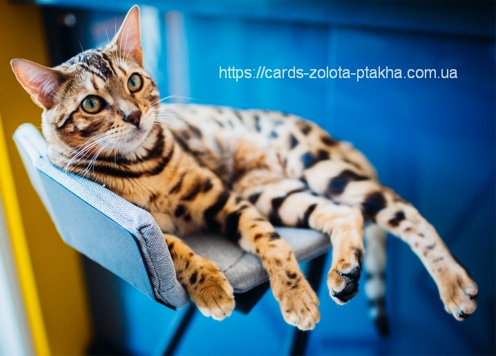 Листівка Домашні тварини / Видавничий дім "Золота Птаха"