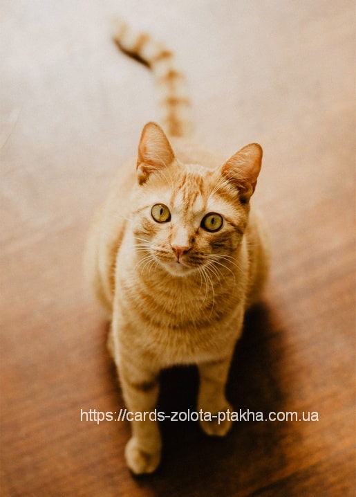 Листівка Домашні тварини / Видавничий дім "Золота Птаха"