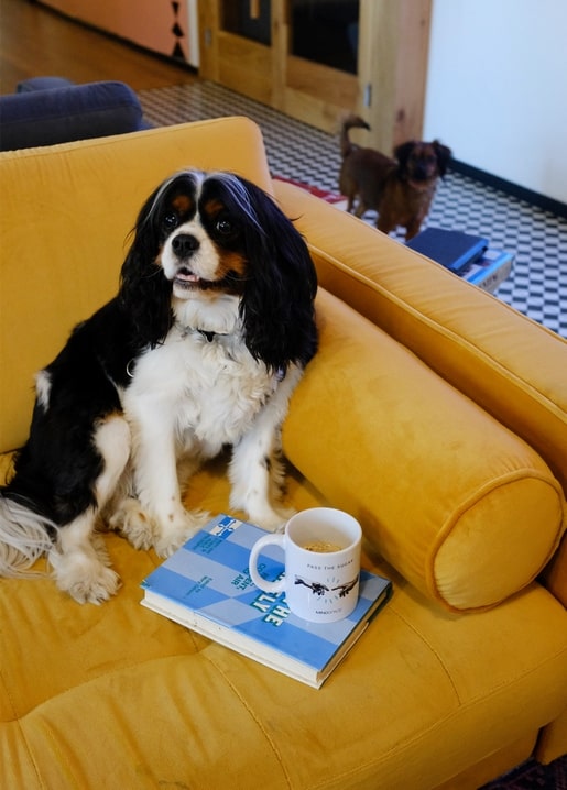 Tricolor Cavalier King Charles Spaniel sitting on a yellow armchair with a mug and books, two dogs in the doorway behind