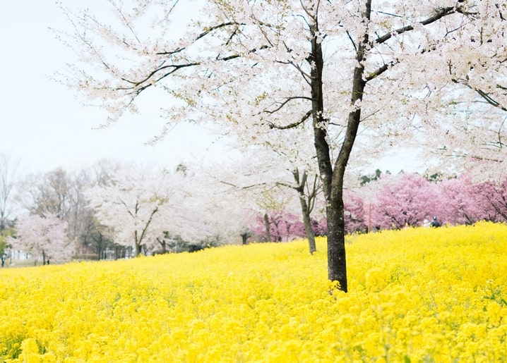 Cherry blossom trees along the edge of a bright yellow rapeseed field