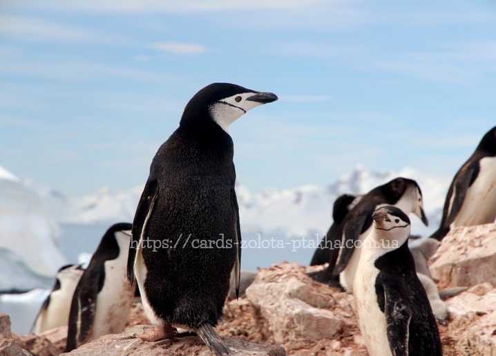 Zügelpinguine auf felsiger Antarktisküste vor blauem Himmel