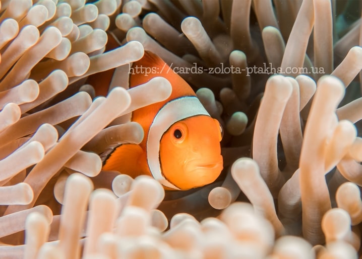 Clownfisch schaut aus hellen Anemonententakeln hervor