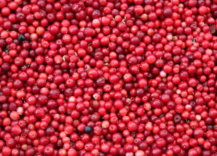 Close-up of glossy ripe cranberries piled densely