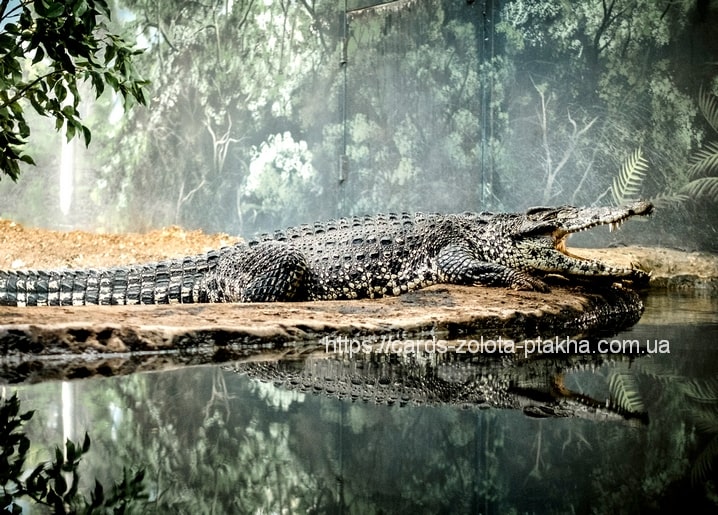 Krokodil liegt mit geöffnetem Maul am Wasserrand und spiegelt sich im Wasser