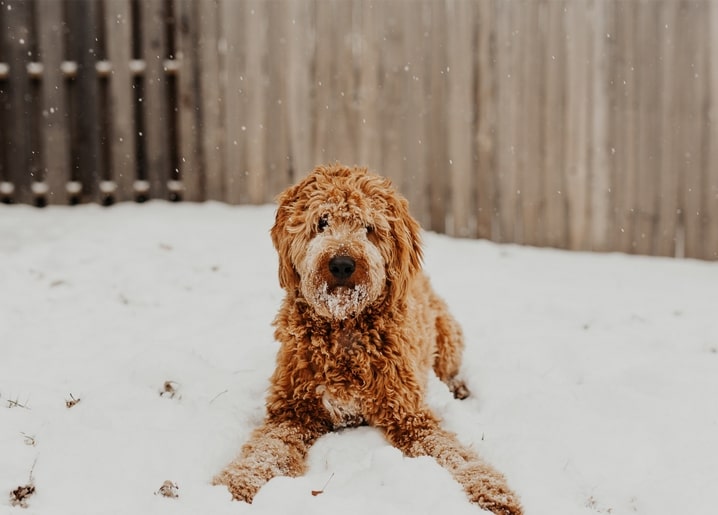 Lockiger rotbrauner Hund liegt im frischen Schnee mit schneebestäubter Schnauze