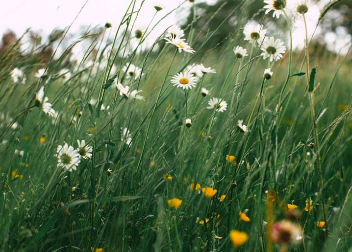 Weiße Gänseblümchen und gelbe Butterblumen im hohen Sommergras