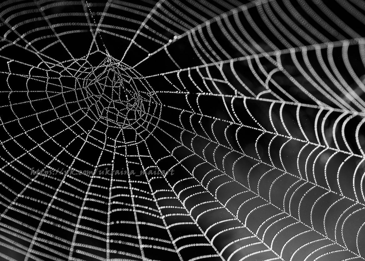 Schwarz-weißes Makrofoto eines taubetropften Spinnennetzes vor dunklem Hintergrund