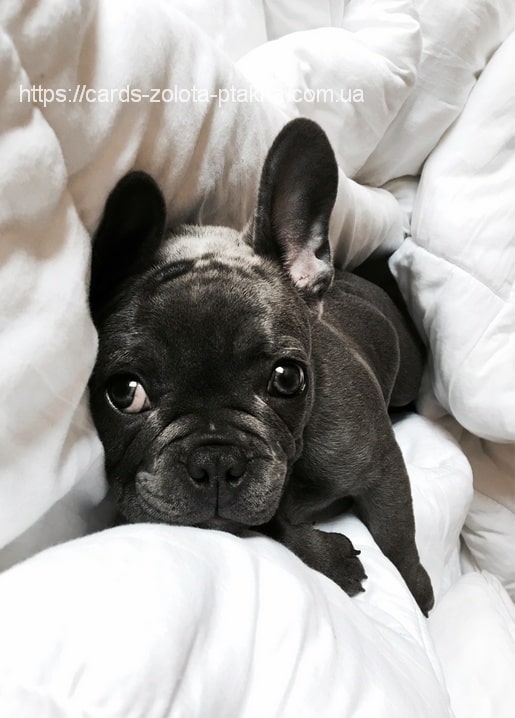 Листівка Домашні тварини / Видавничий дім "Золота Птаха"