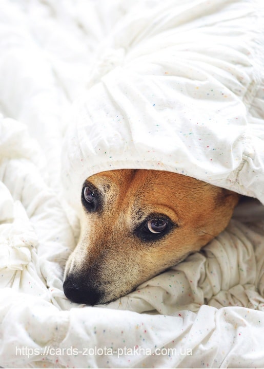 Листівка Домашні тварини / Видавничий дім "Золота Птаха"