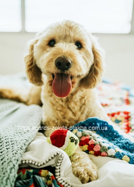 A postcard featuring an image of a happy Cocker Spaniel puppy lying on a colorful blanket