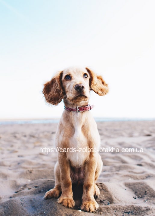 Листівка Домашні тварини / Видавничий дім "Золота Птаха"