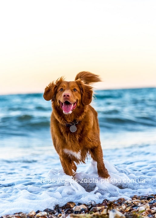 Листівка Домашні тварини / Видавничий дім "Золота Птаха"