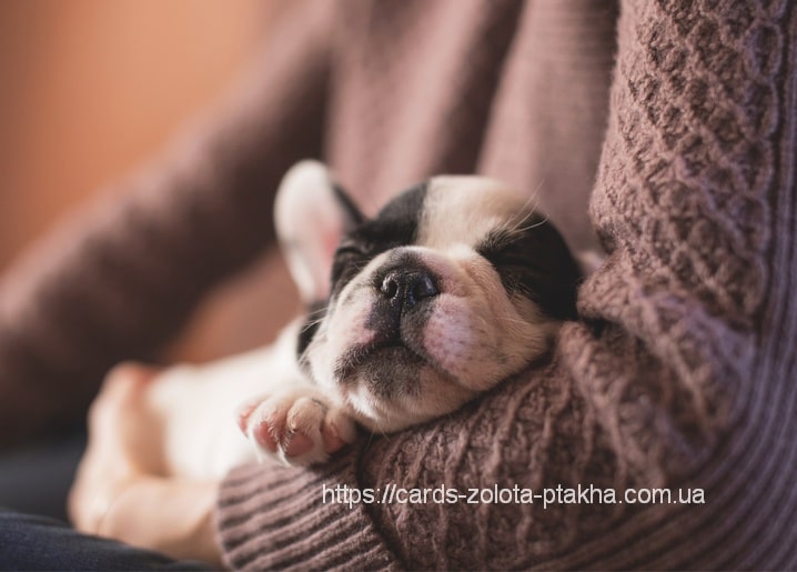 Листівка Домашні тварини / Видавничий дім "Золота Птаха"