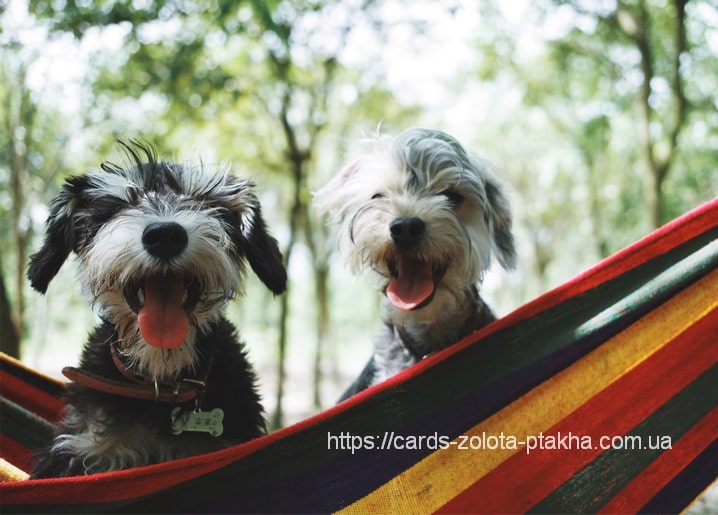 Листівка Домашні тварини / Видавничий дім "Золота Птаха"