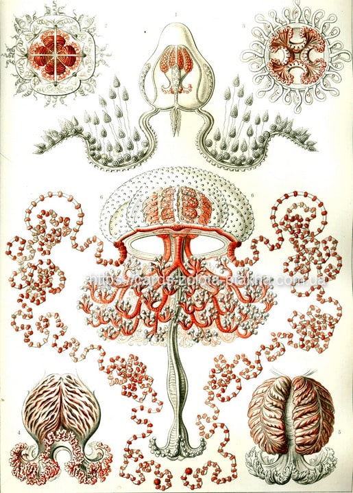 Illustration of translucent jellyfish forms in cream and coral tones by Ernst Haeckel