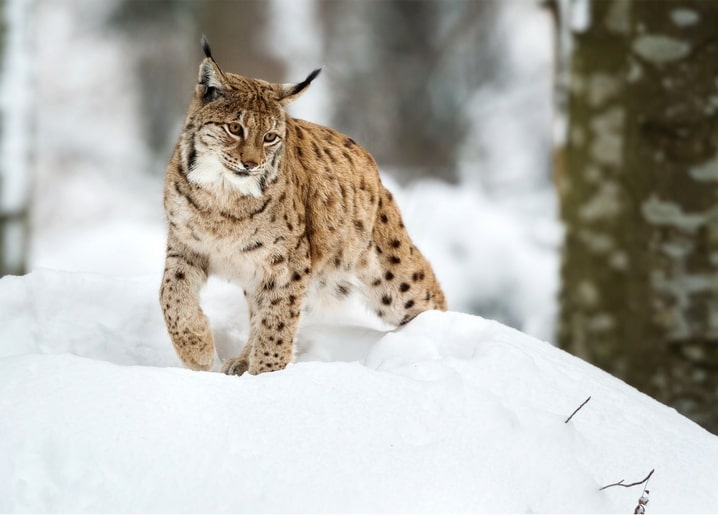 Eurasischer Luchs mit Pinselohren läuft über eine Schneewehe im Winterwald