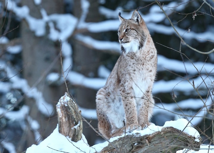 Eurasian lynx sitting on a snow-covered log in a winter forest