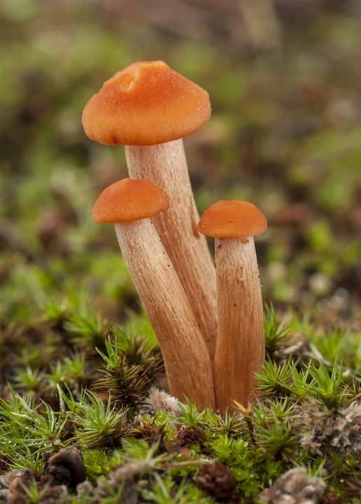 Листівка Затишна осінь / Видавничий дім "Золота Птаха"