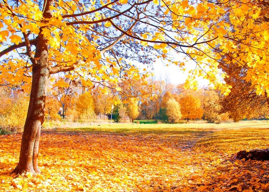 Листівка Затишна осінь / Видавничий дім "Золота Птаха"