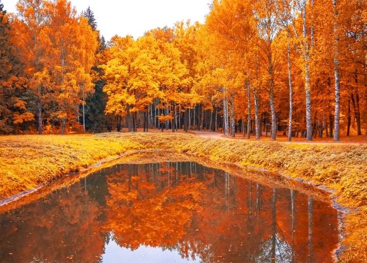 Листівка Затишна осінь / Видавничий дім "Золота Птаха"