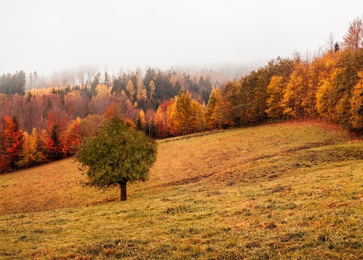 Листівка Затишна осінь / Видавничий дім "Золота Птаха"
