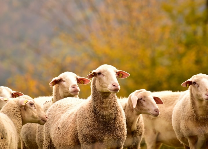 Листівка Затишна осінь / Видавничий дім "Золота Птаха"