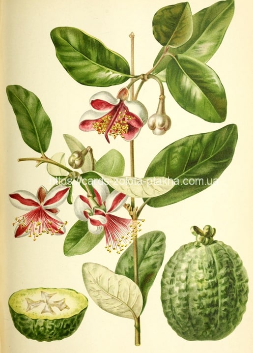 Vintage botanical illustration of feijoa blossom with whole and halved fruit