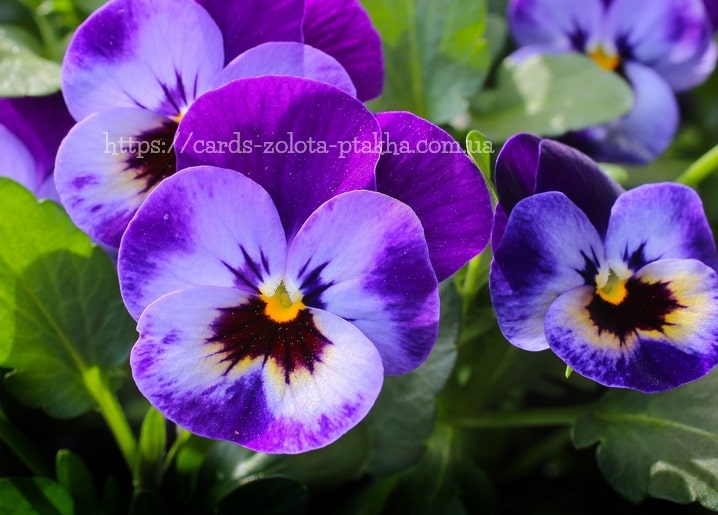 Листівка Квіти / Видавничий дім "Золота Птаха"