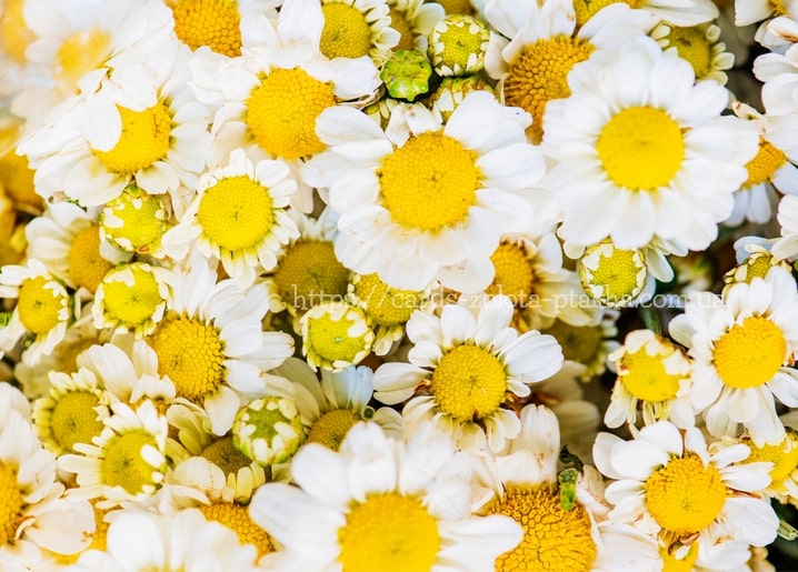 Листівка Квіти / Видавничий дім "Золота Птаха"